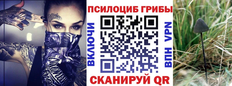 Псилоцибиновые грибы Psilocybine cubensis  Москва 